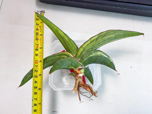 Sansevieria Robusta Var (r) | Rare imported