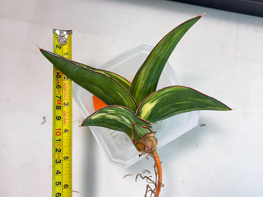 Sansevieria Robusta Var (o) | Rare imported