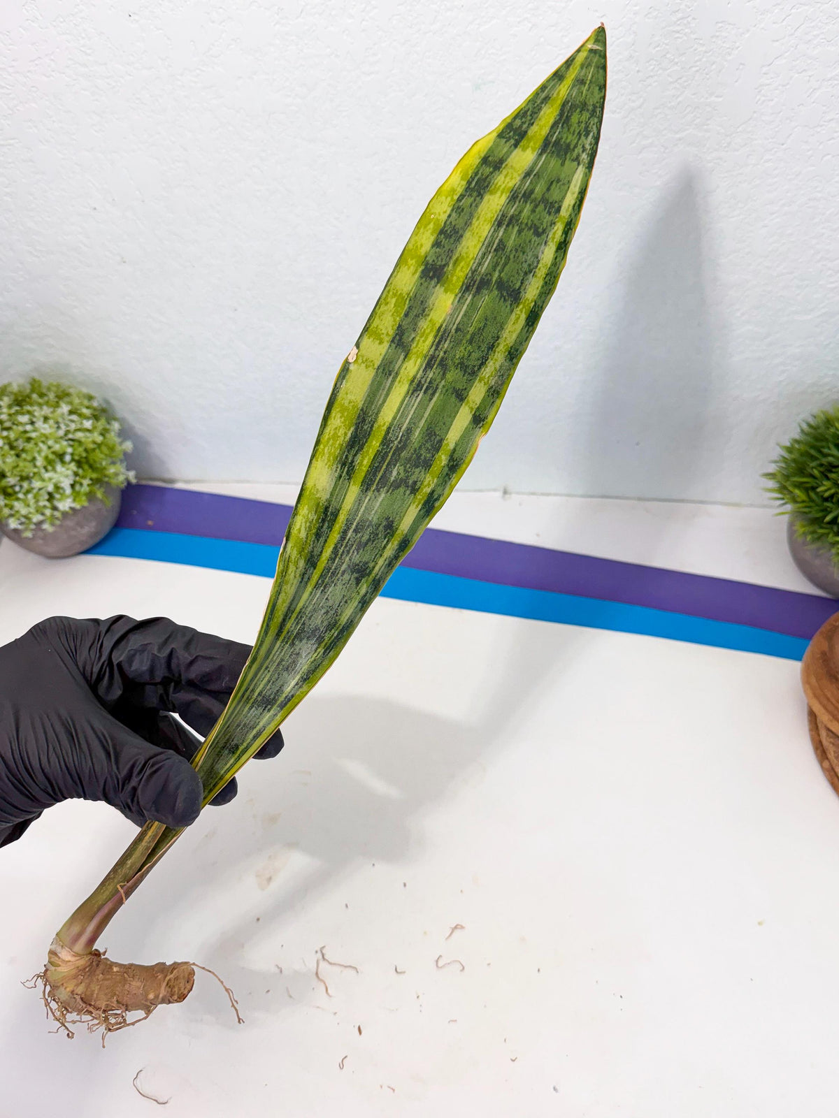 Sansevieria Aubrytiana Var (13) | Only For Advance Grower