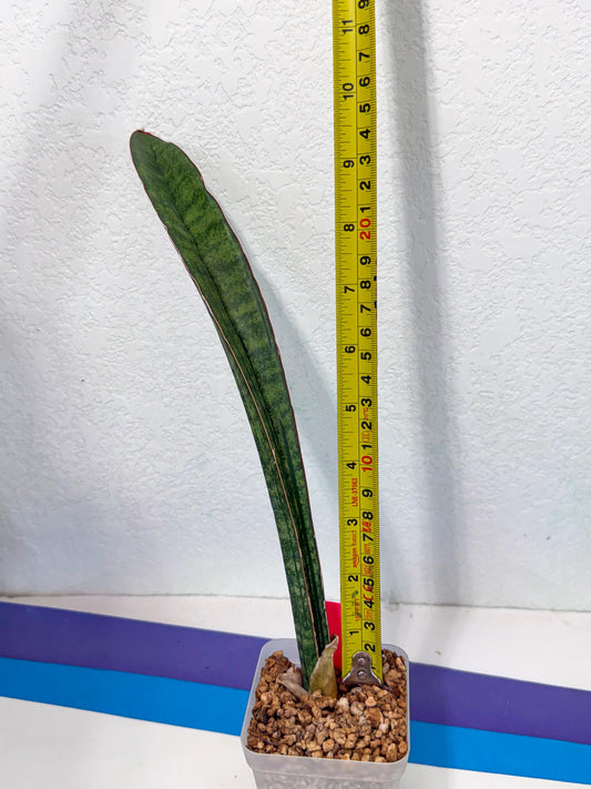 Sansevieria sinus-simiorum CG09 (p) | Imported Plant