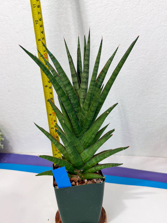 Sansevieria Rock Man (XL1) (b) | Rare Hybrids