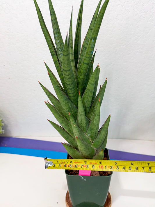 Sansevieria Rock Man (XL1) (p) | Rare Hybrids