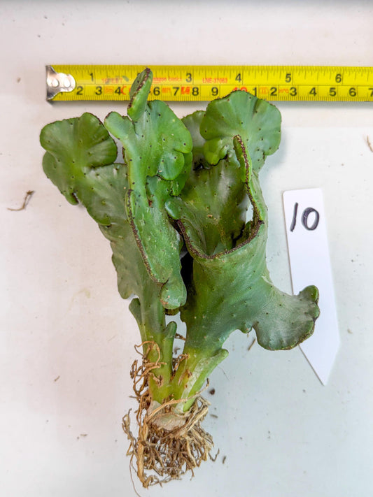 Eupho Leucodendron Cristata (10) | Exotic Rare Plant