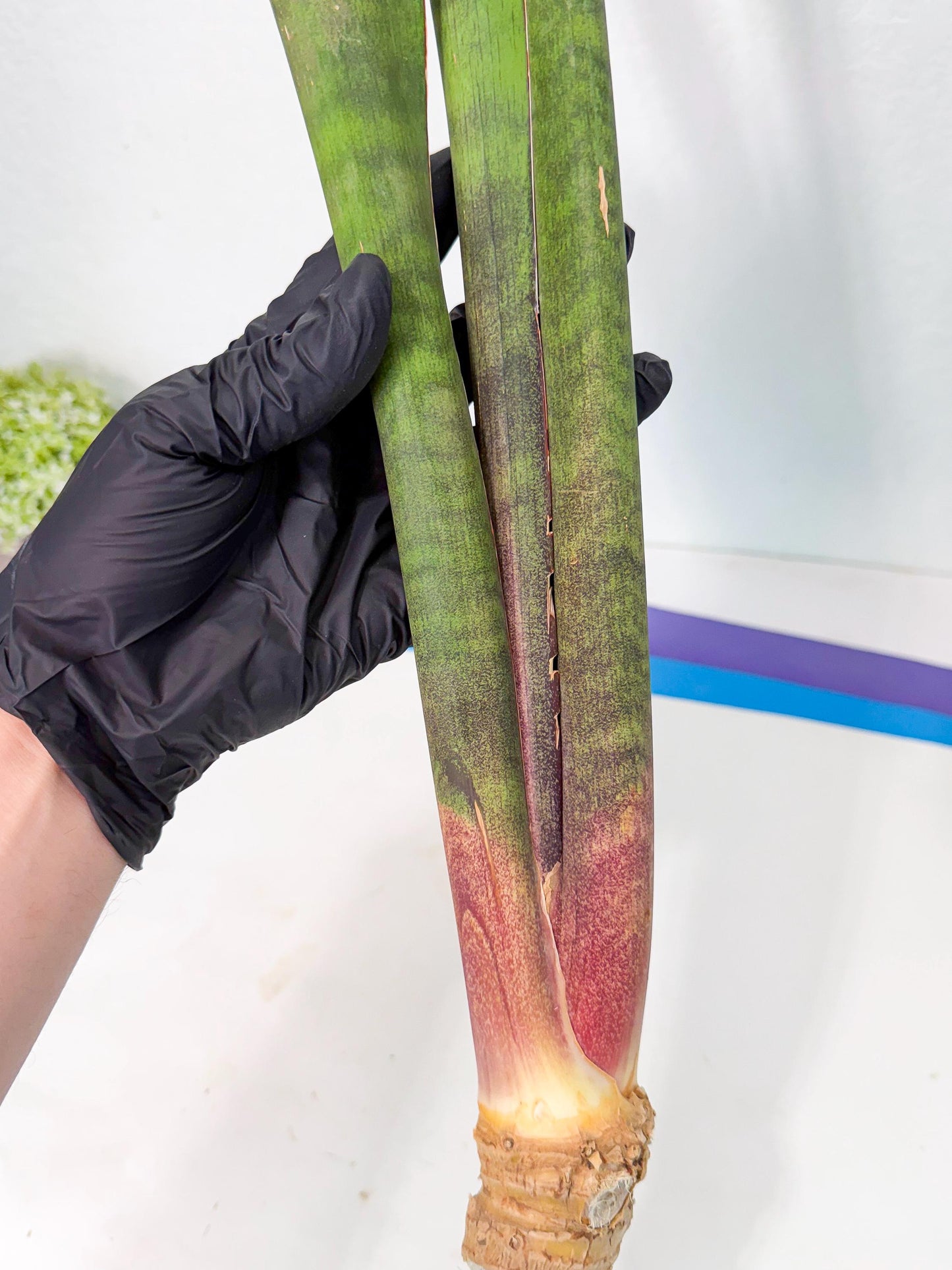 Sansevieria Mystic Magenta (rr) (8) | Very Rare Hybrid