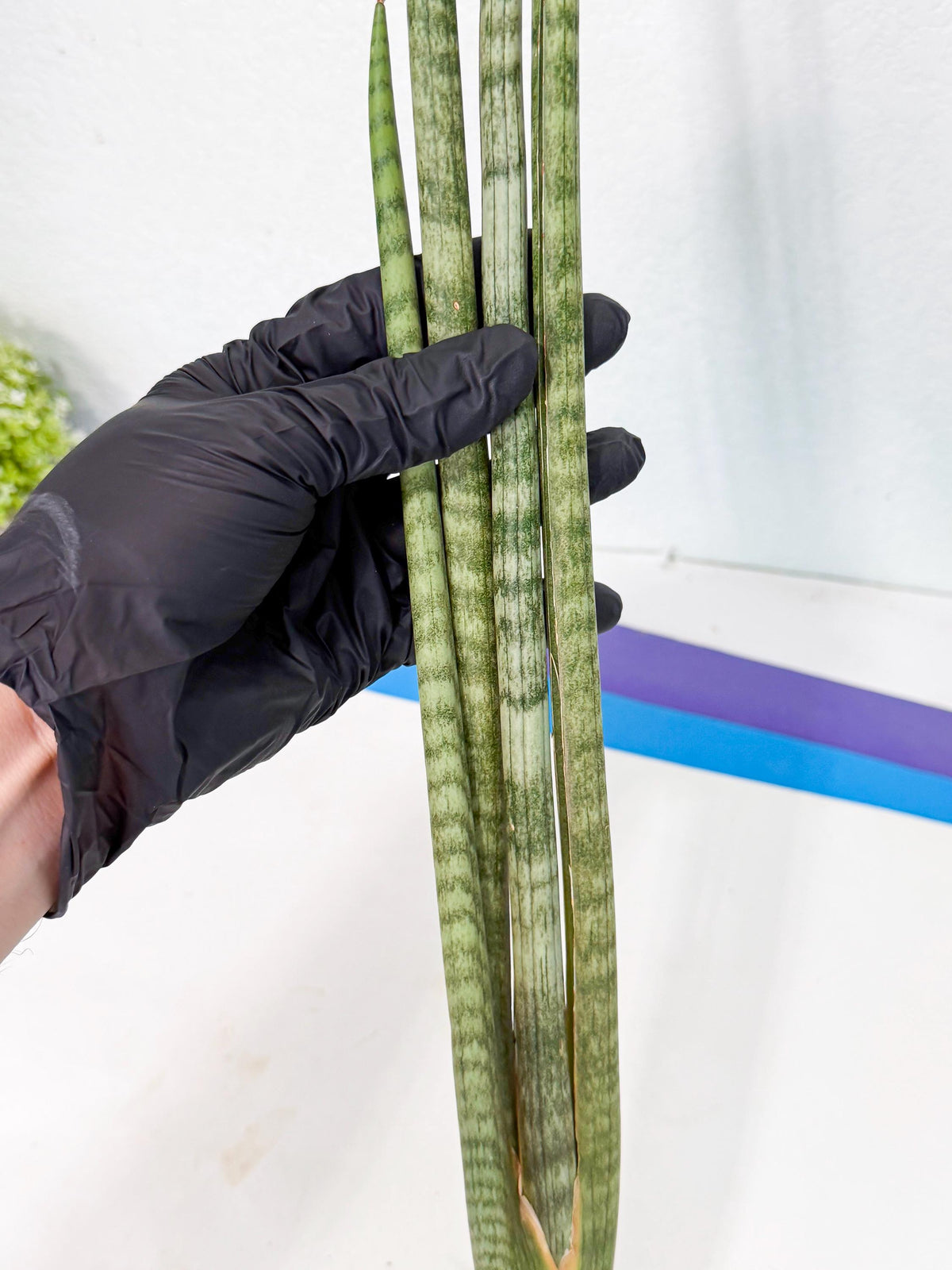 Sansevieria Pix Maro (rr) (11) | Very Rare Hybrid