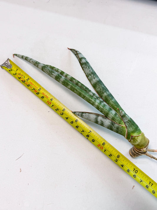 Sansevieria Gron (rr) (14) | Very Rare Hybrid