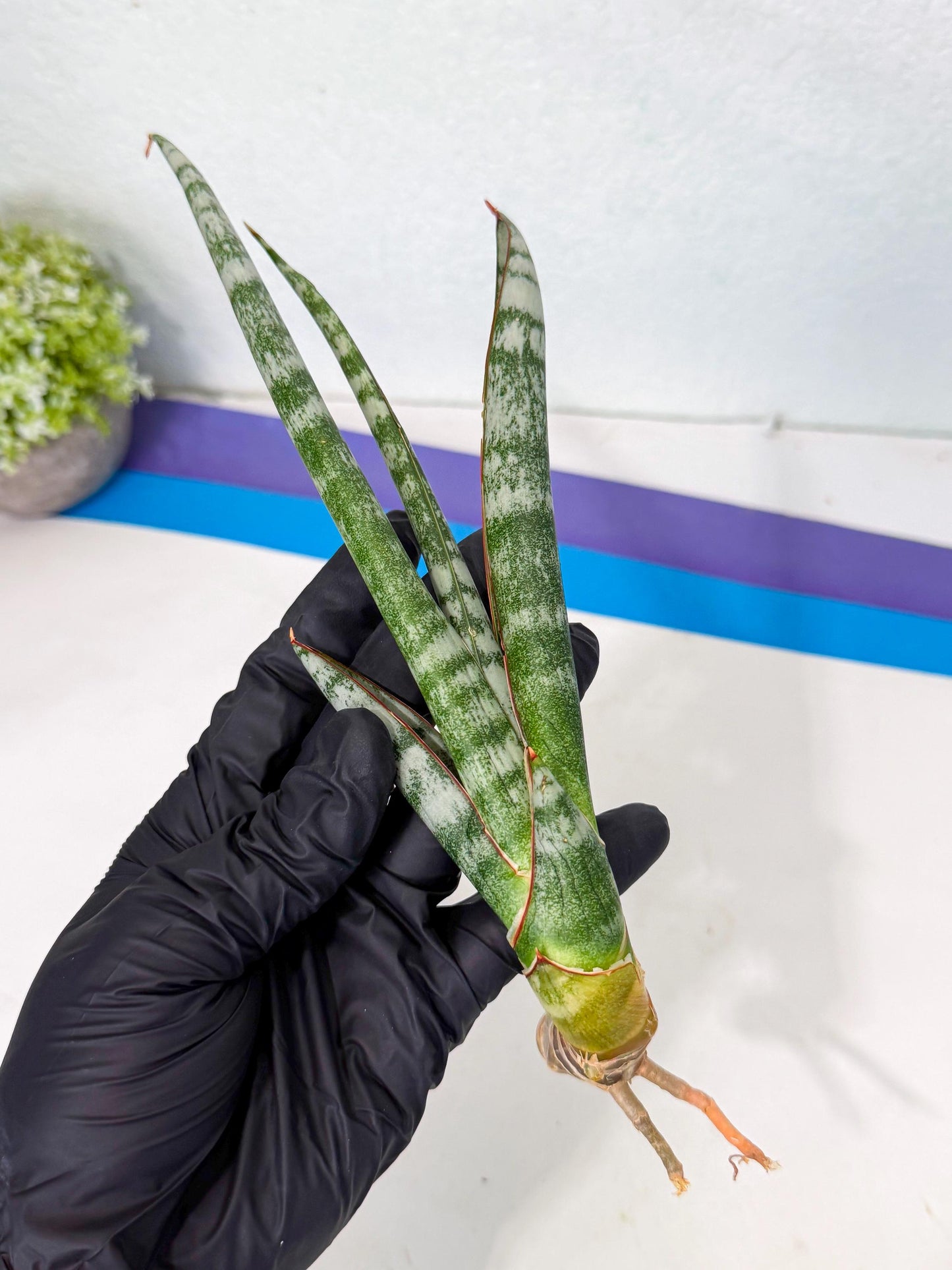 Sansevieria Gron (rr) (14) | Very Rare Hybrid