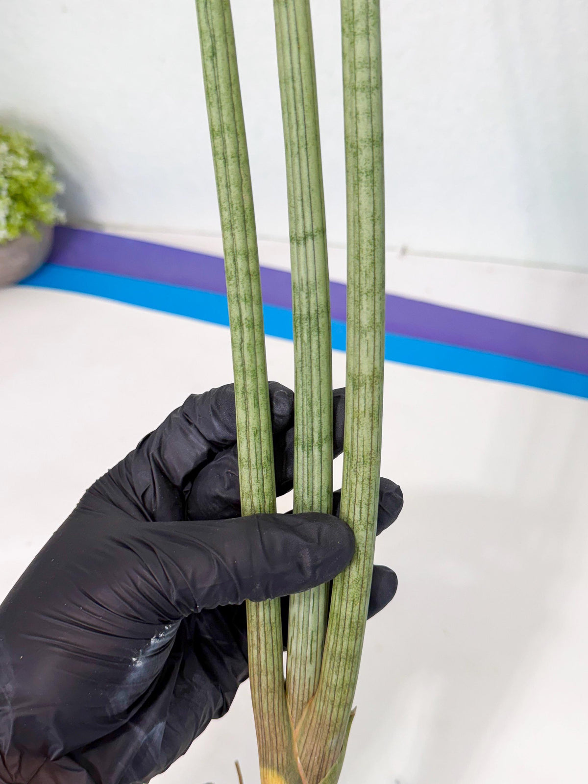 Sansevieria Huren (rr) (18) | Very Rare Hybrid