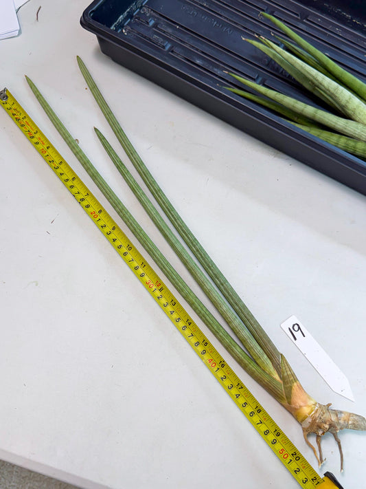 Sansevieria Huren (rr) (19) | Very Rare Hybrid