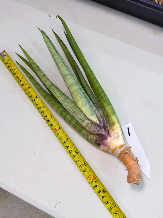 Sansevieria Dath Mint (pp) (1) | Very Rare Hybrid