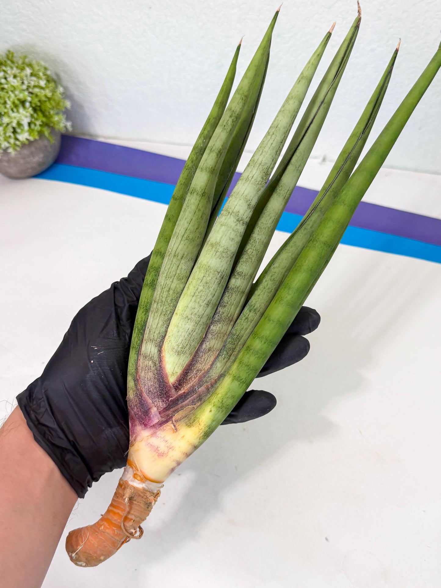 Sansevieria Dath Mint (pp) (1) | Very Rare Hybrid