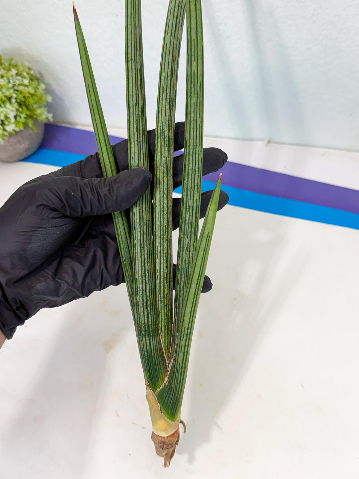 Sansevieria Mill Lignes (pp) (3) | Imported hybrids