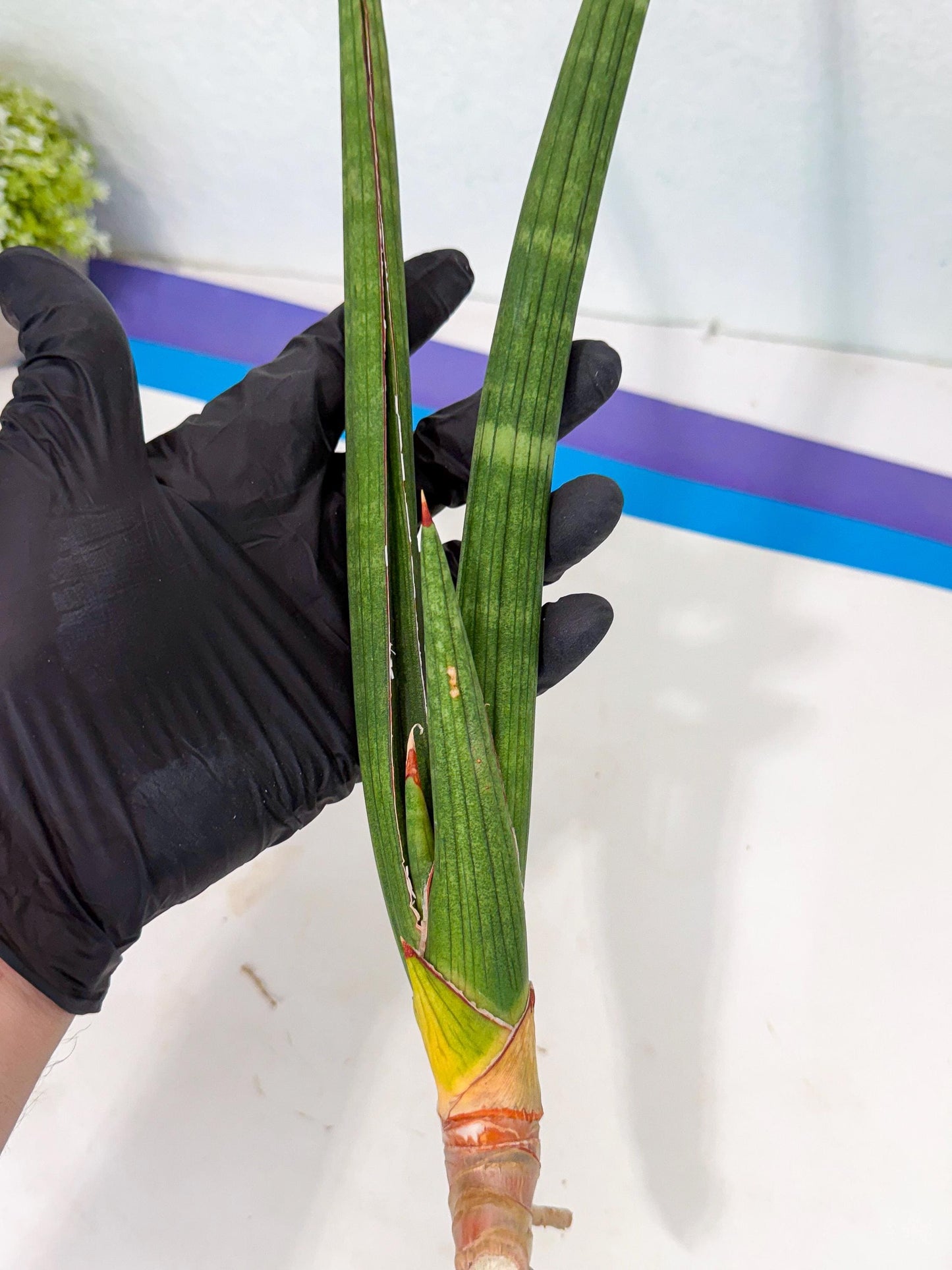 Sansevieria Masirom (pp) (8) | Rare Hybrids