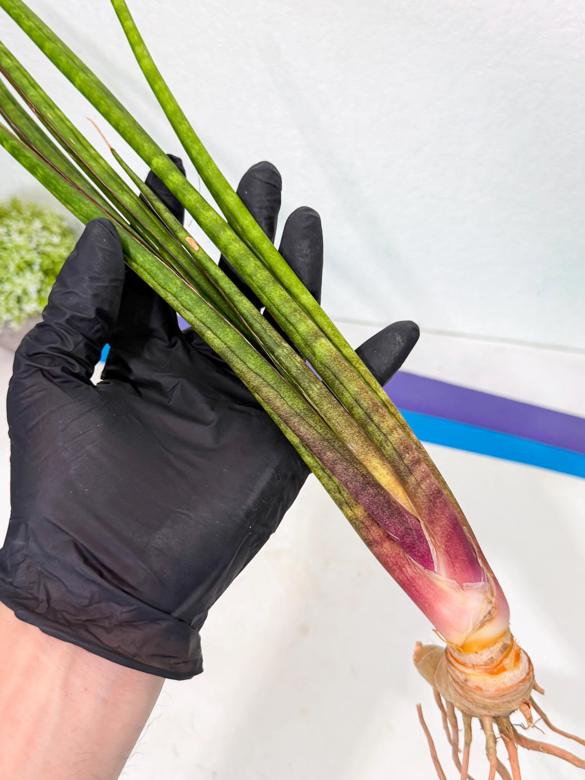 Sansevieria Najm (pp) (13) | Rare Hybrids