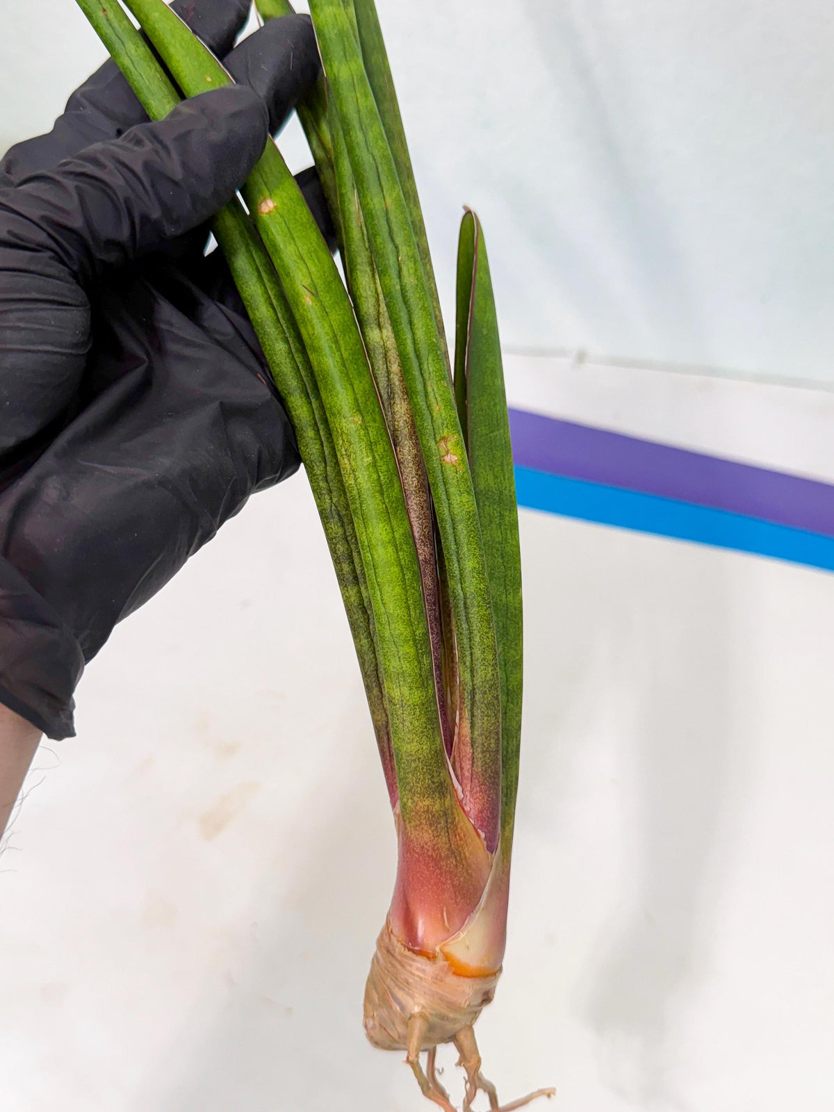 Sansevieria Najm (pp) (14) | Rare Hybrids