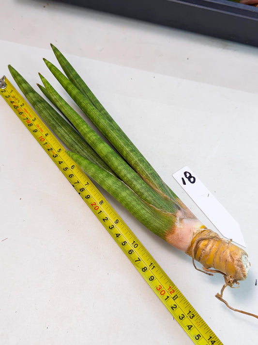 Sansevieria Lancia (pp) (18) | New Imported Hybrids