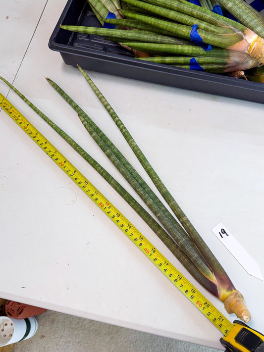 Sansevieria Kum (pp) (19) | New Imported Hybrids