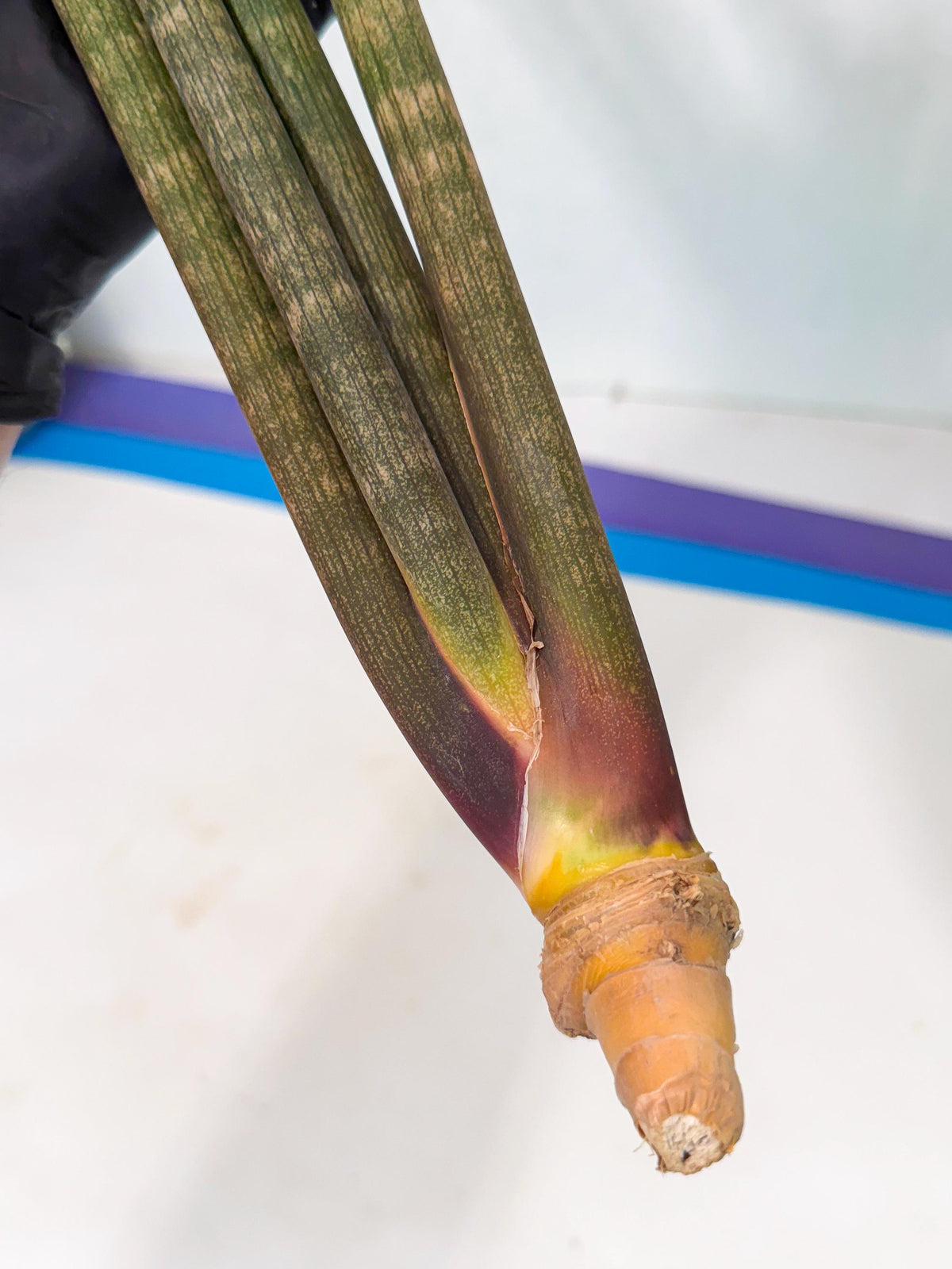 Sansevieria Kum (pp) (19) | New Imported Hybrids