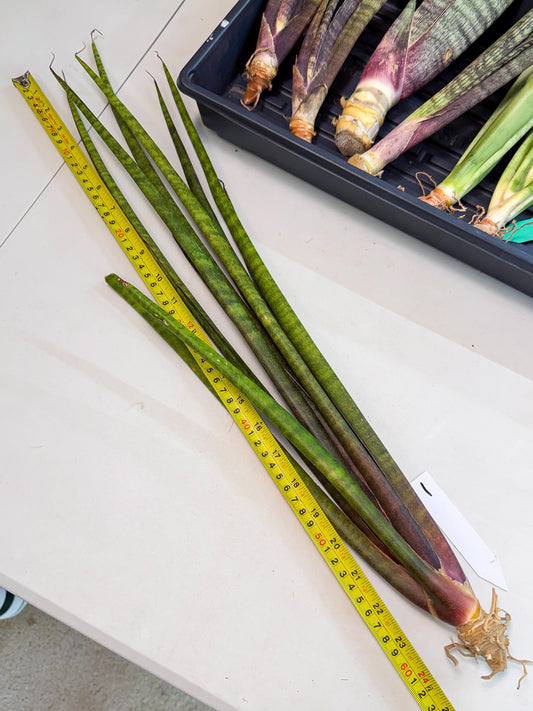 Sansevieria Yaprak (gg) (1) | New Imported Hybrids