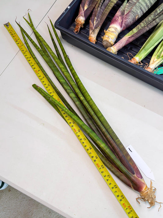 Sansevieria Yaprak (gg) (1) | New Imported Hybrids