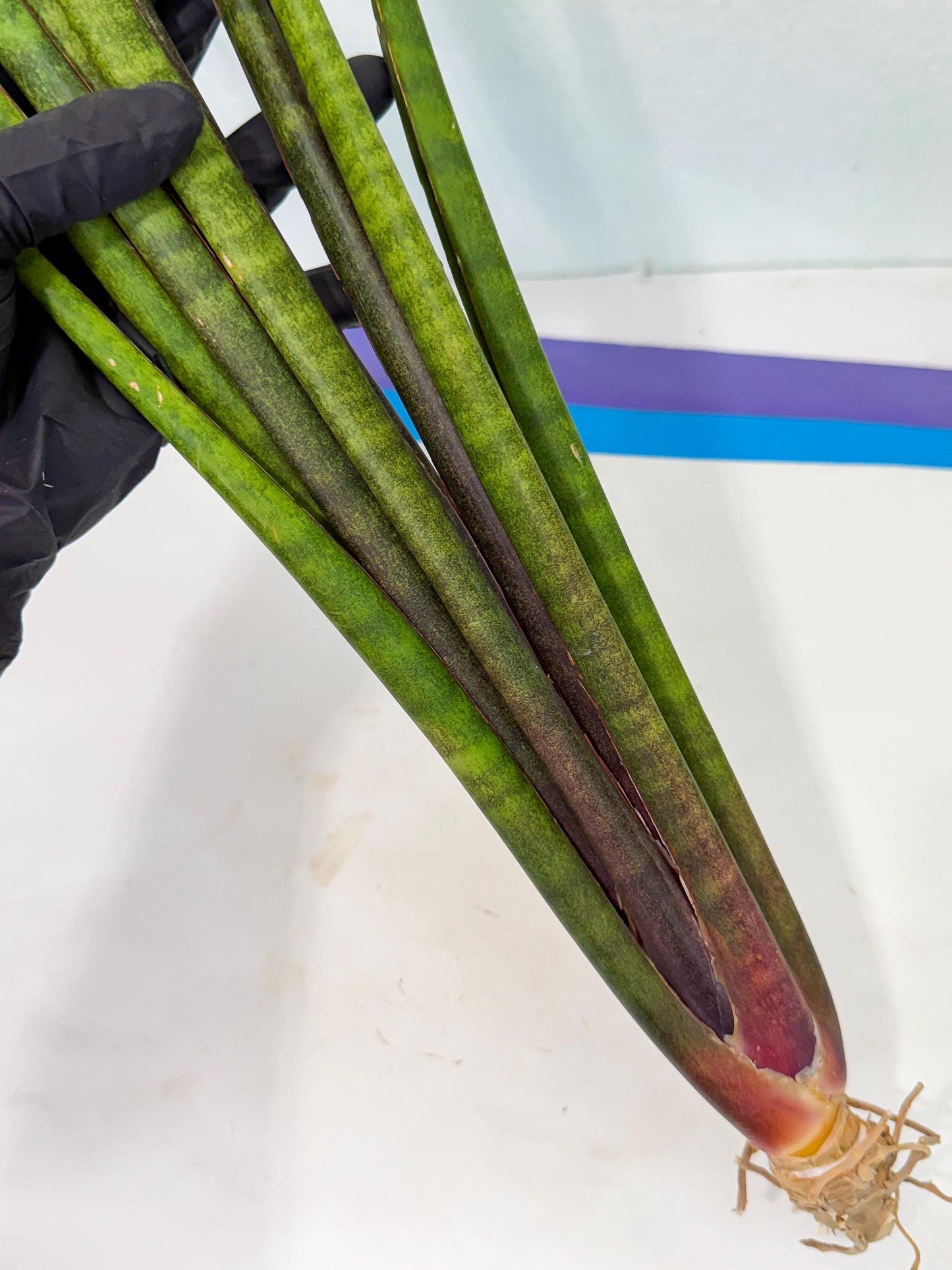 Sansevieria Yaprak (gg) (1) | New Imported Hybrids