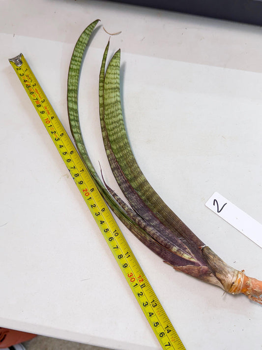 Sansevieria Yaprak (gg) (2) | New Imported Hybrids