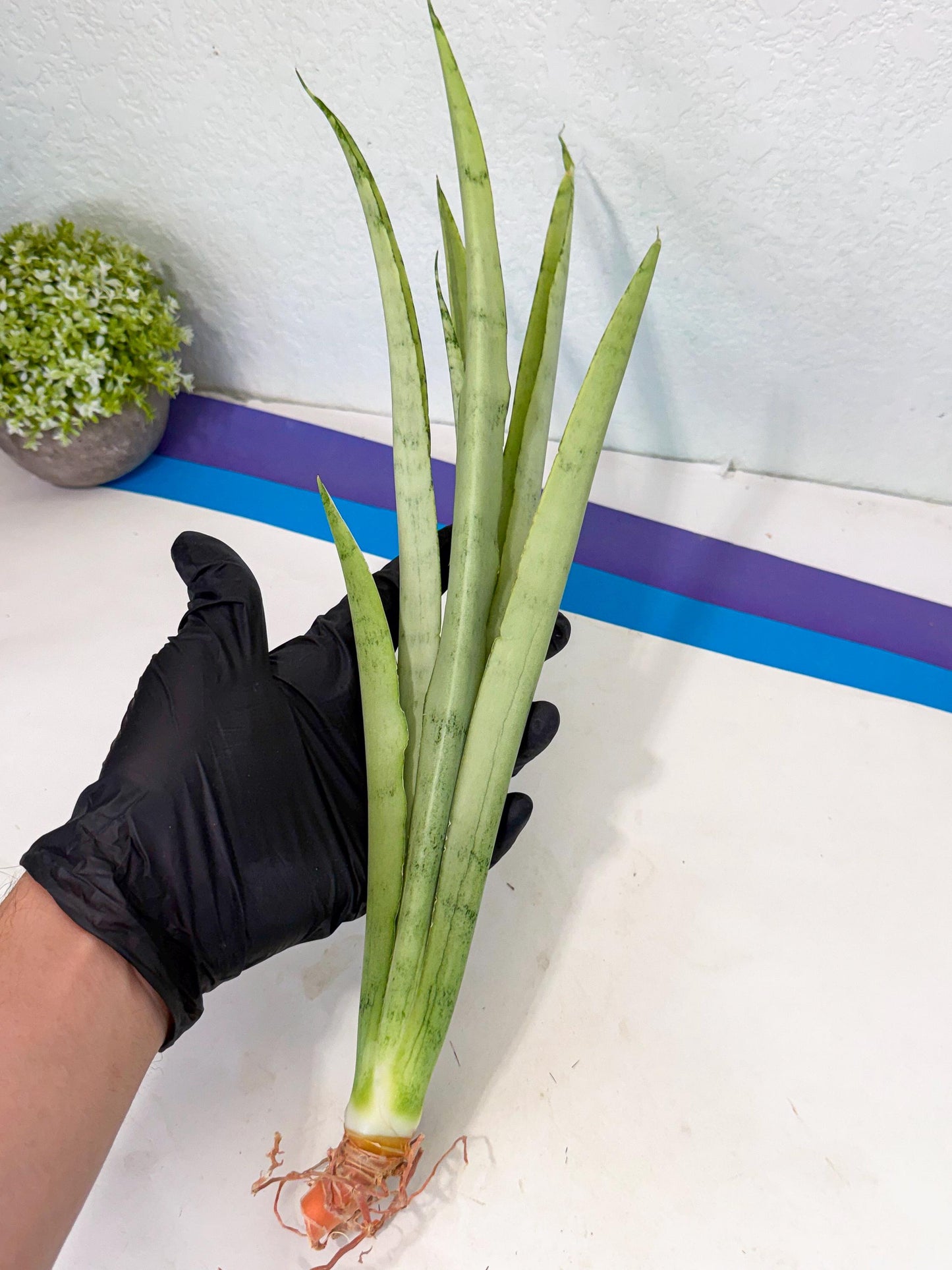 Sansevieria Kamakiri (gg) (6) | New Imported Hybrids