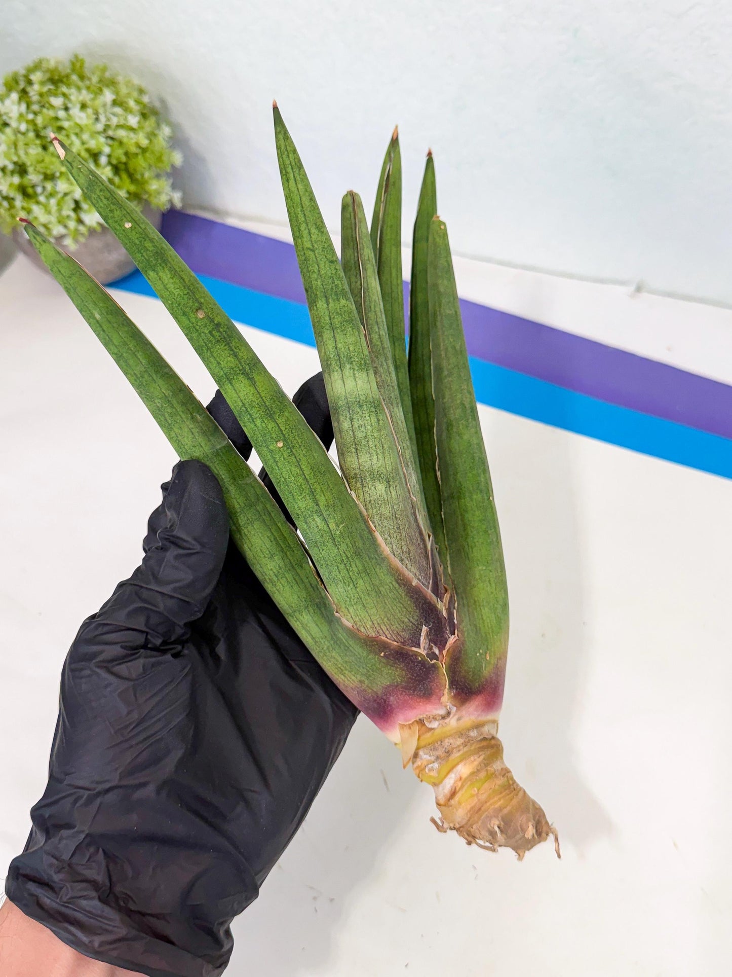 Sansevieria Yesil Tac (gg) (9) | New Imported Hybrids