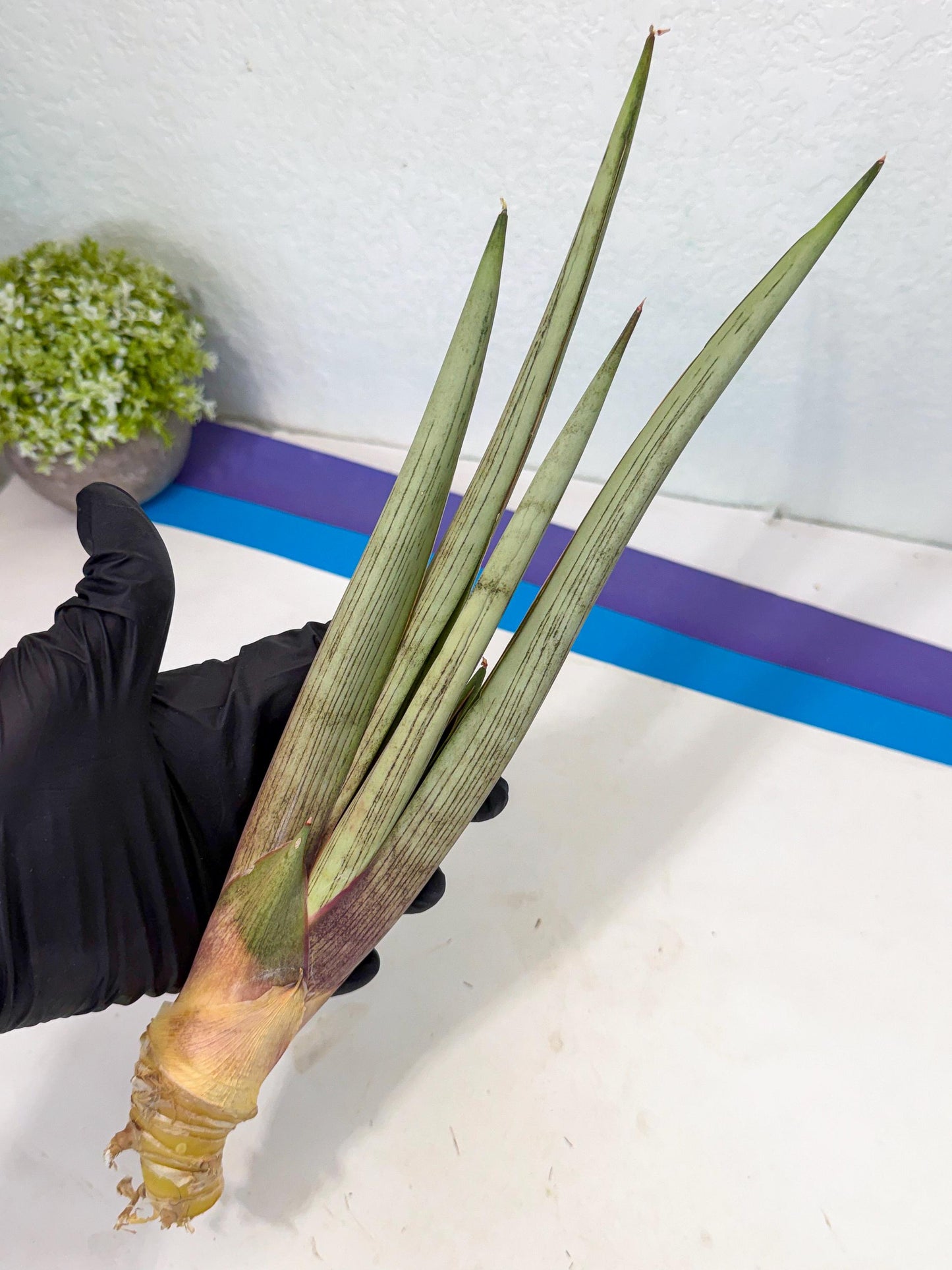 Sansevieria Naneli Tac (gg) (10) | New Imported Hybrids