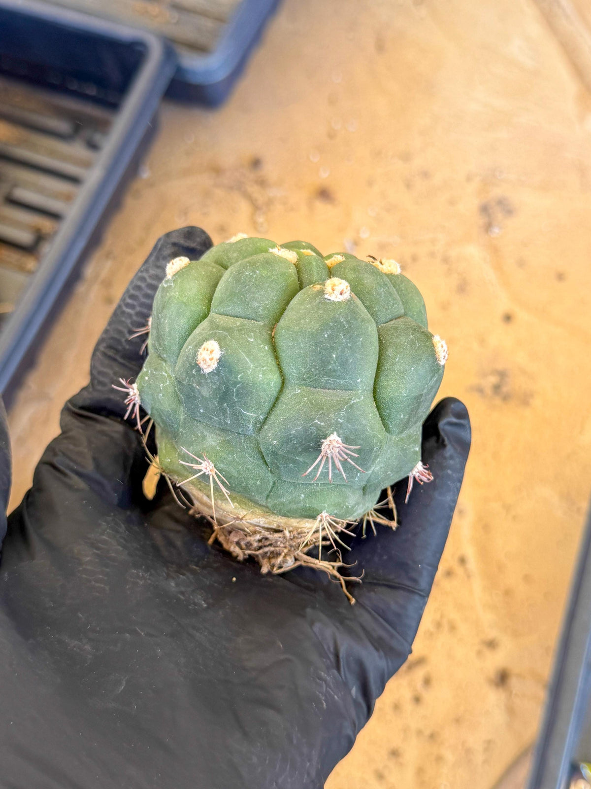Gymnocalycium saglionis inermis (g) | Rare Import