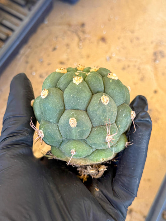 Gymnocalycium saglionis inermis (r) | Rare Import