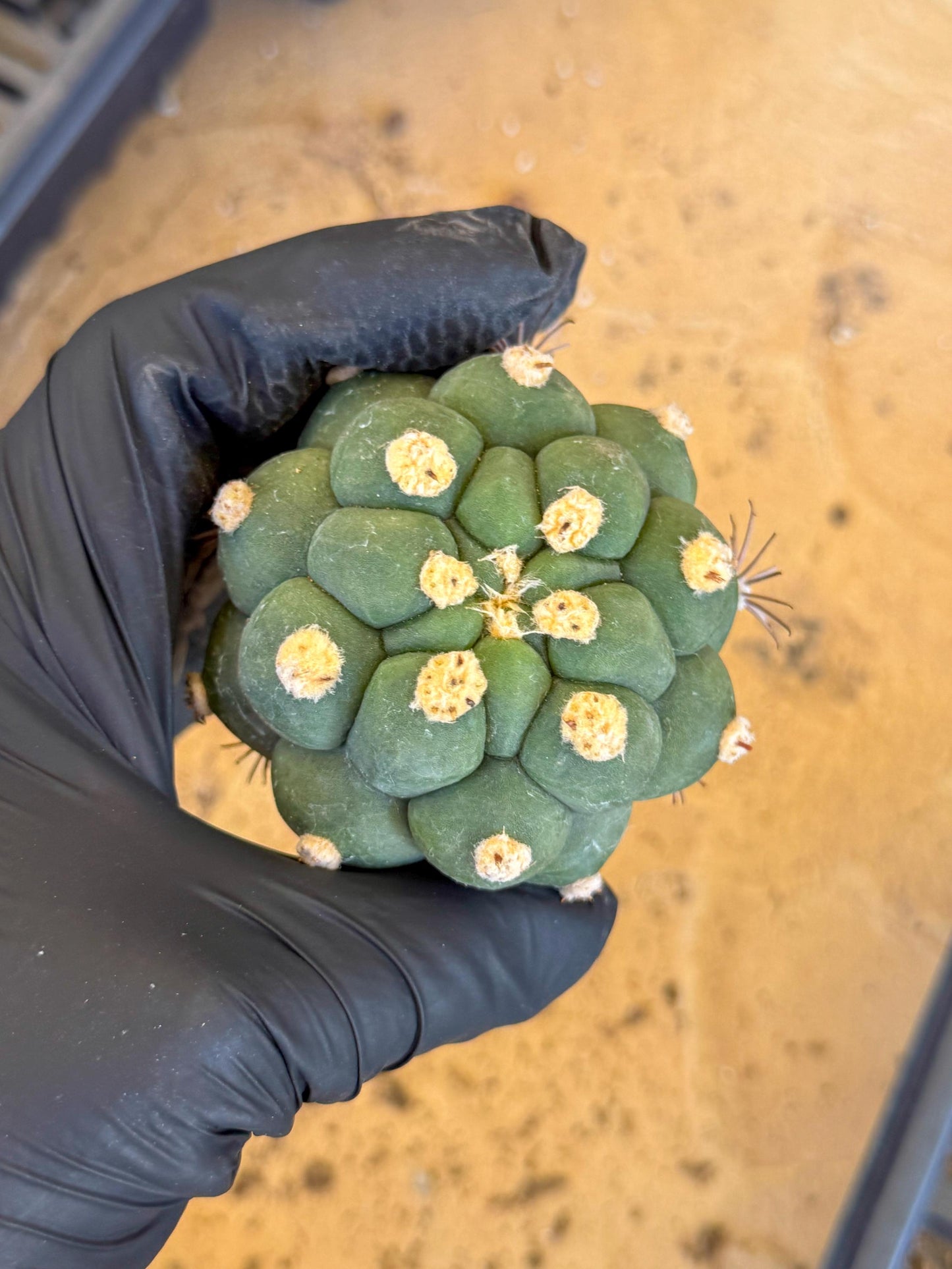 Gymnocalycium saglionis inermis (o) | Rare Import
