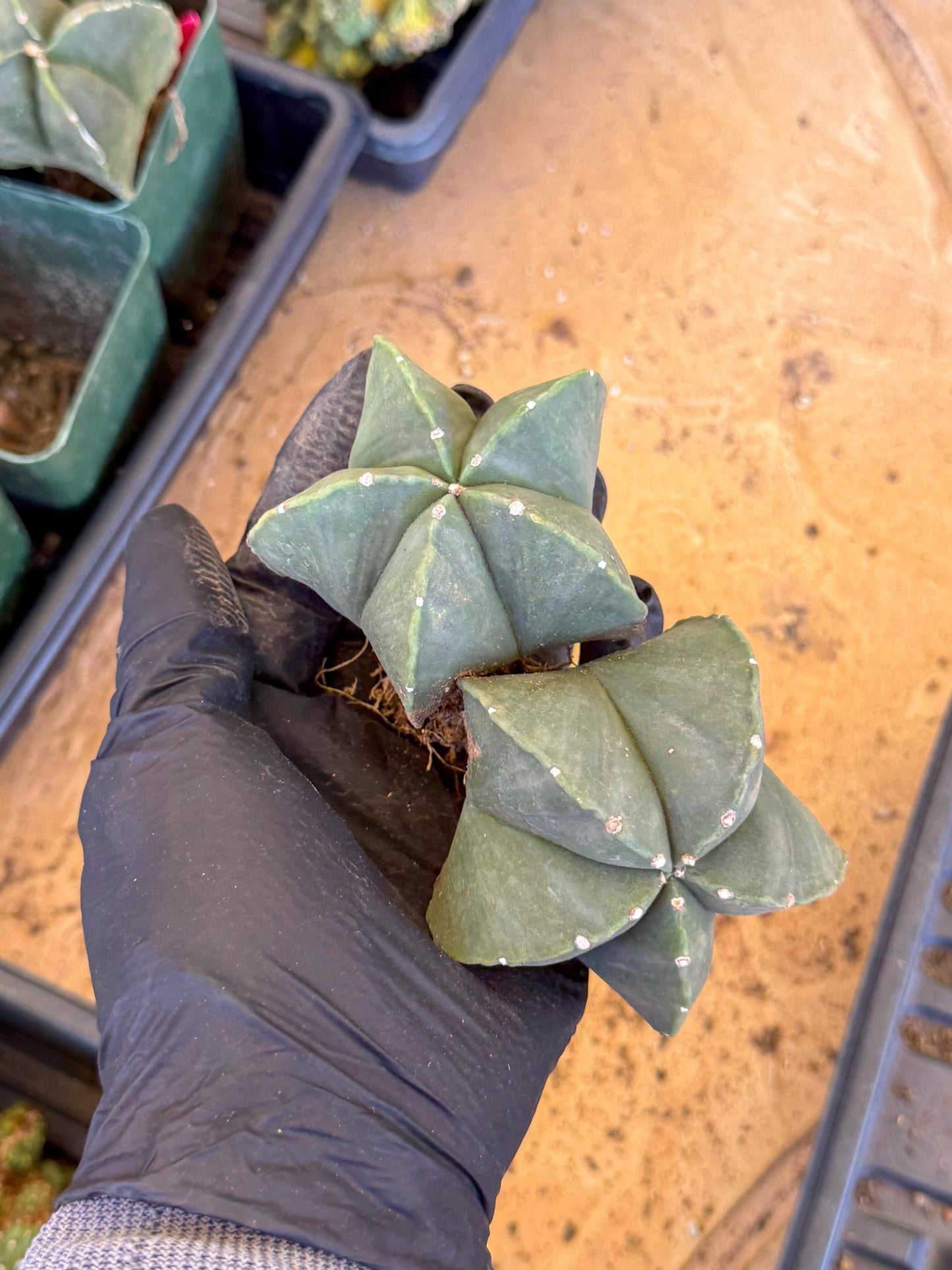 Myriostigma Cluster (y) | Rare Plants