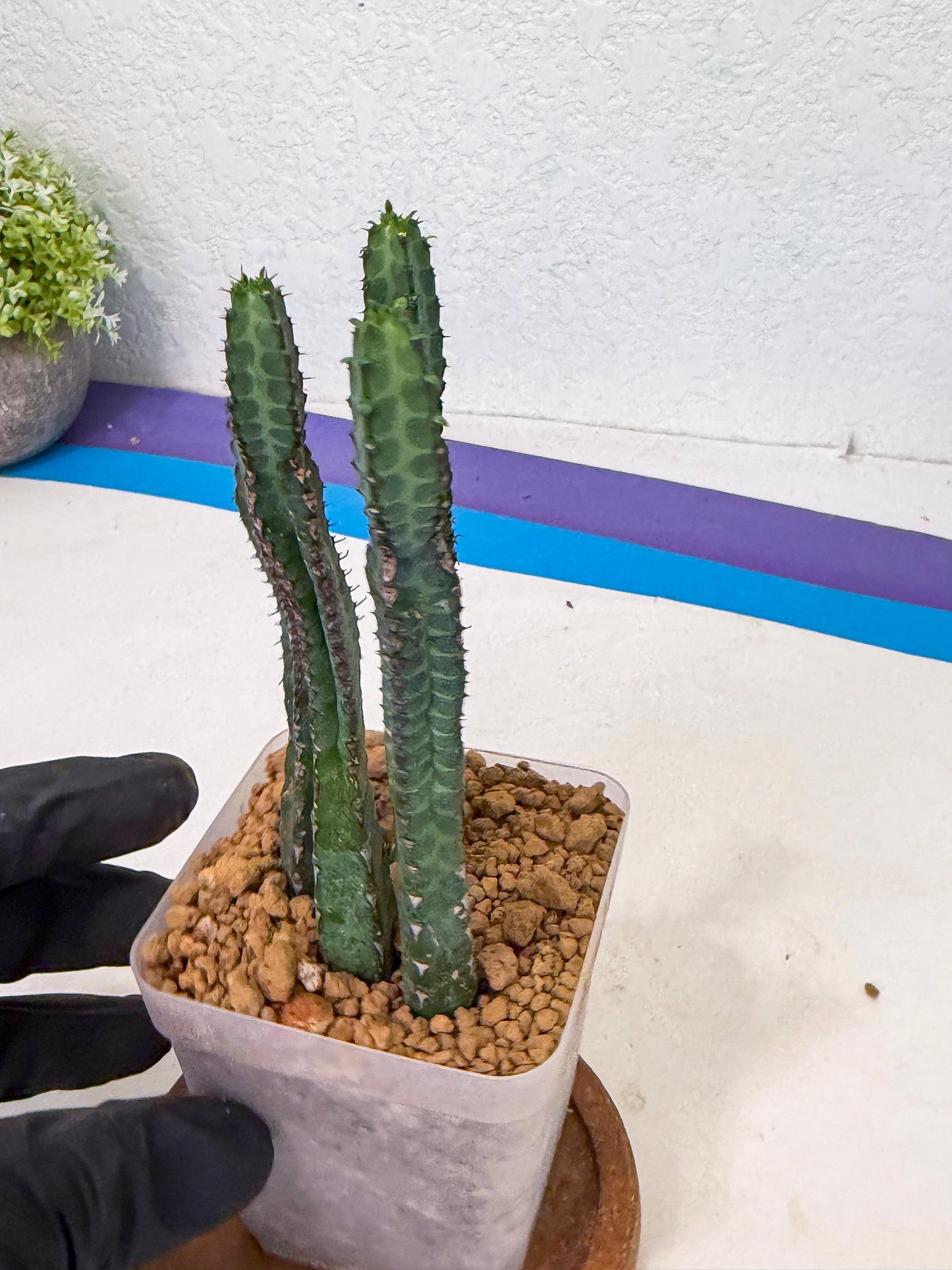 Heterochroma / Quadrangularis (b) | 1 Pot