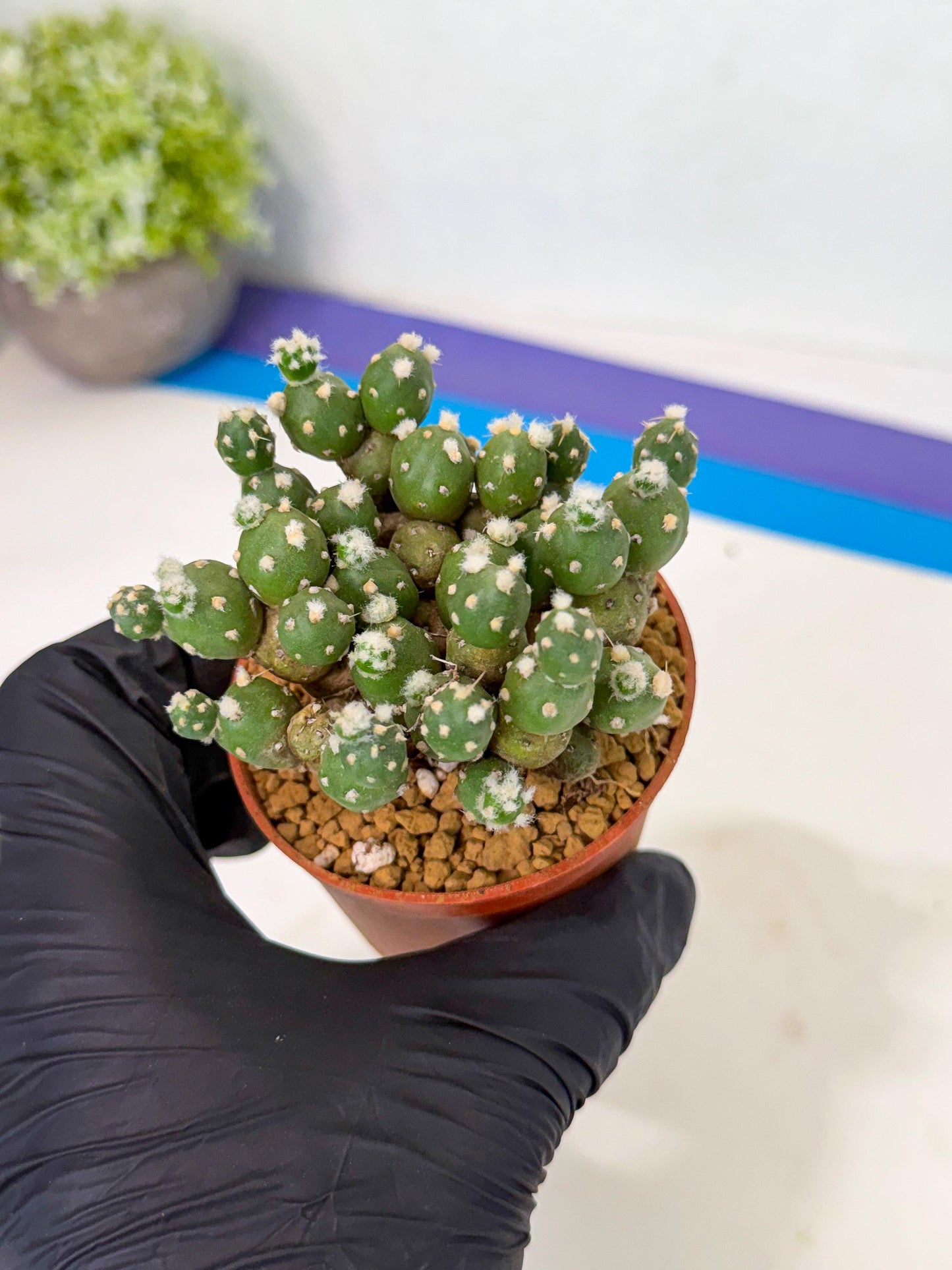 Tephrocactus Rossianus (y) | Exact Plant From Listing