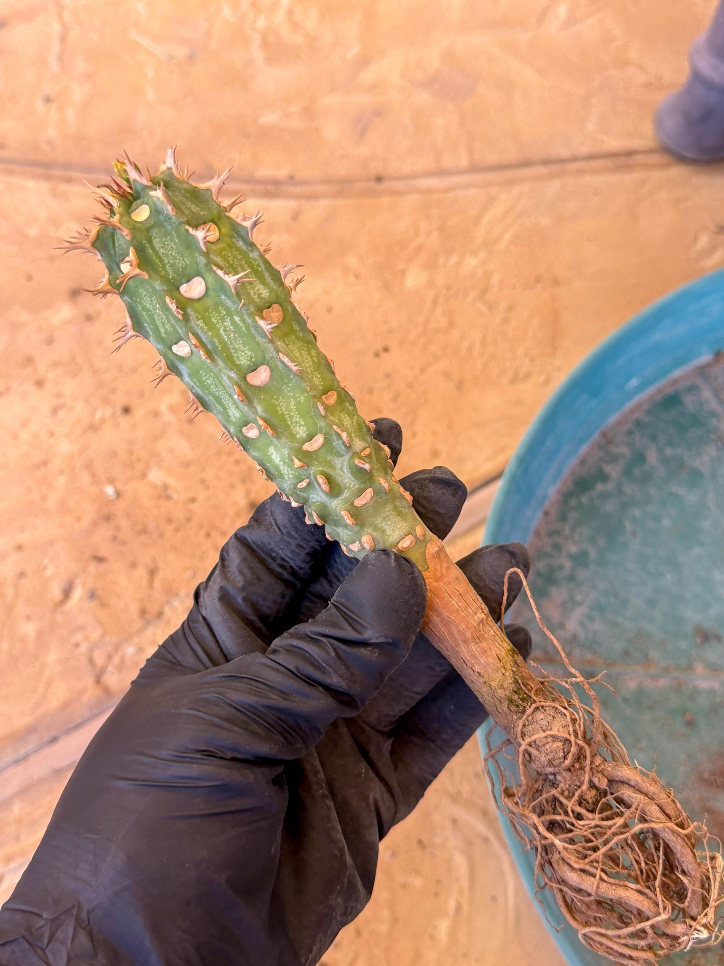 Eupho Viguieri var. Ankarafantsiensis (g) | Imported plants