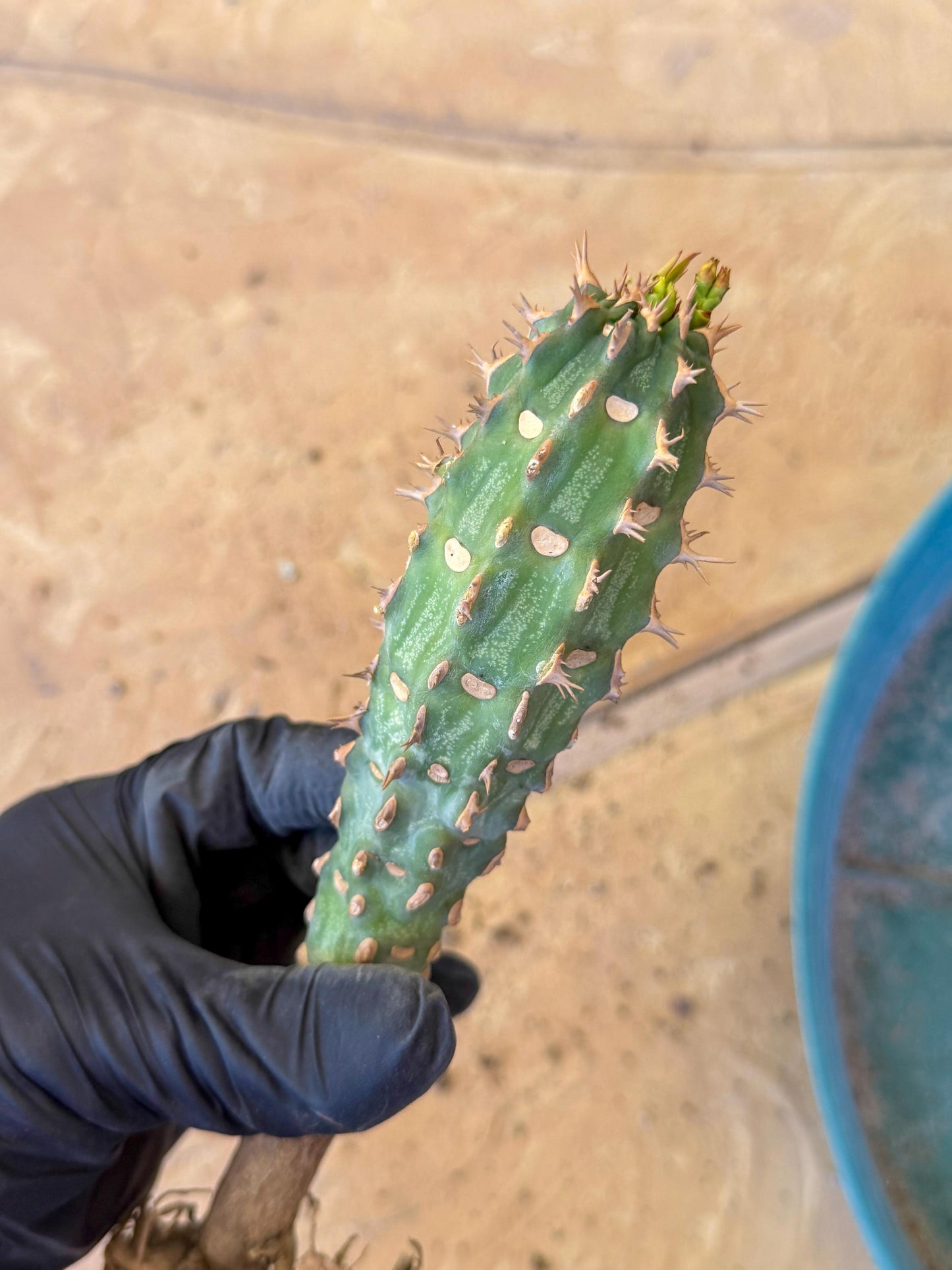 Eupho Viguieri var. Ankarafantsiensis (bg) | Imported plants