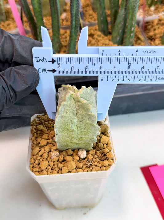 Whitesloanea crassa (pr) | Rare House Plants