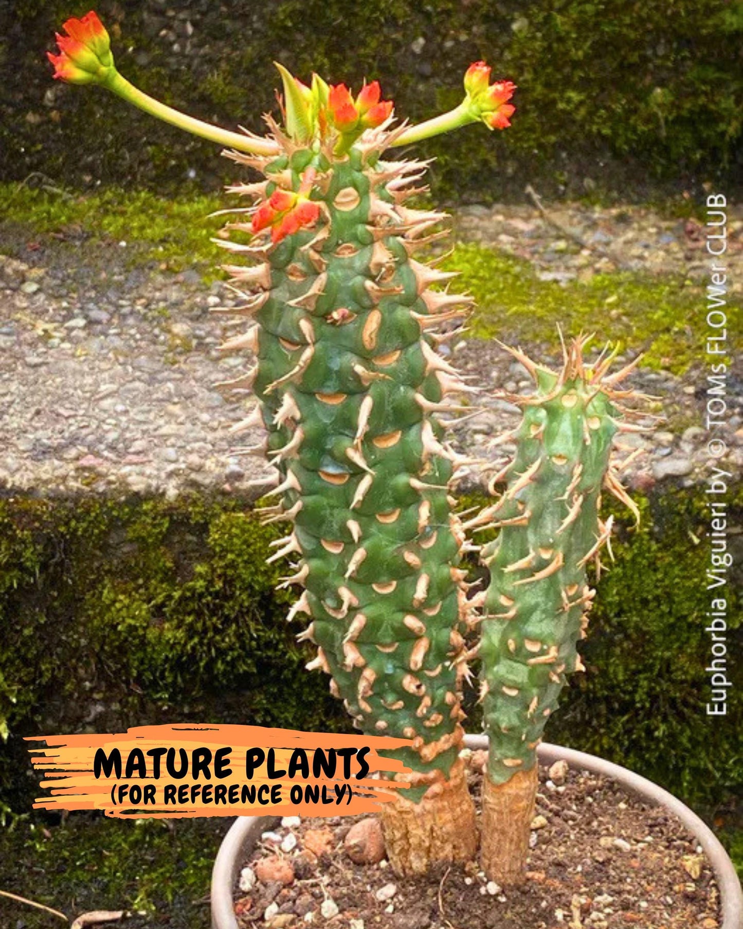 Eupho Viguieri var. Ankarafantsiensis (yr) | Imported plants