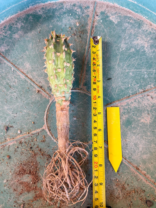 Eupho Viguieri var. Ankarafantsiensis (y) | Imported plants