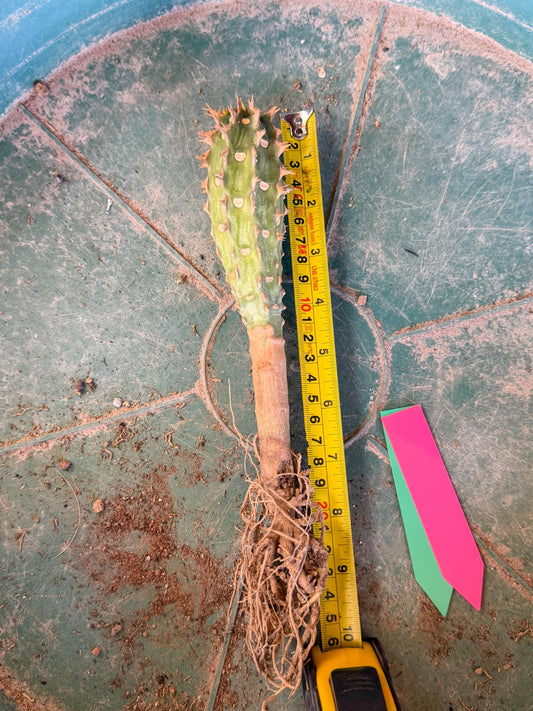 Eupho Viguieri var. Ankarafantsiensis (pg) | Imported plants