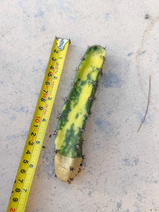 Harrisia Jusbertii Variegated (p) | Rare Cactus