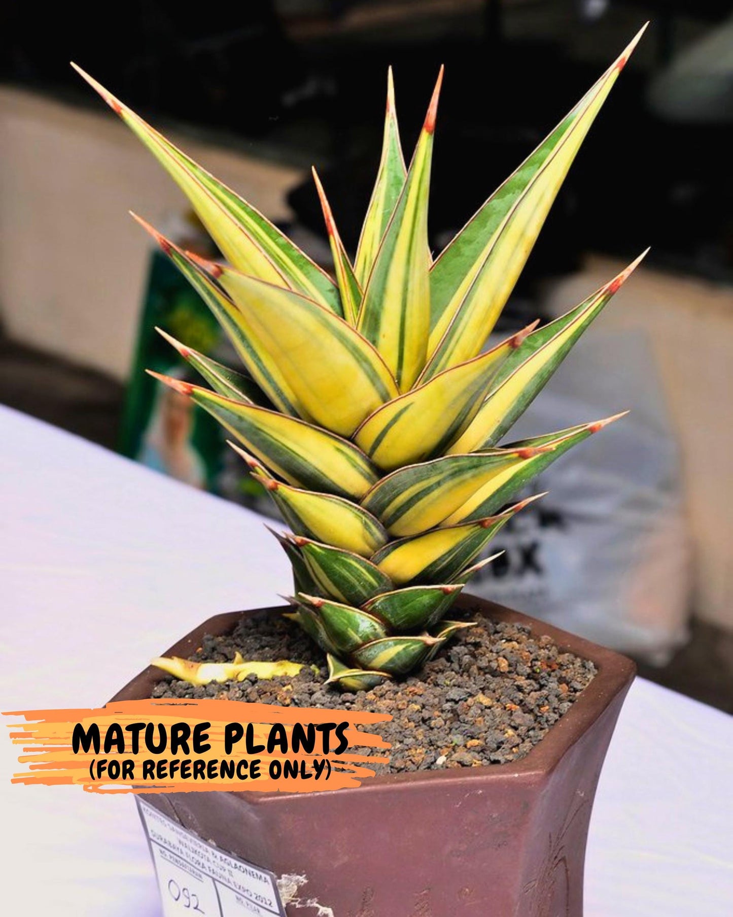 Sansevieria Pinguicula Var (3) | ONLY for ADVANCE GROWER