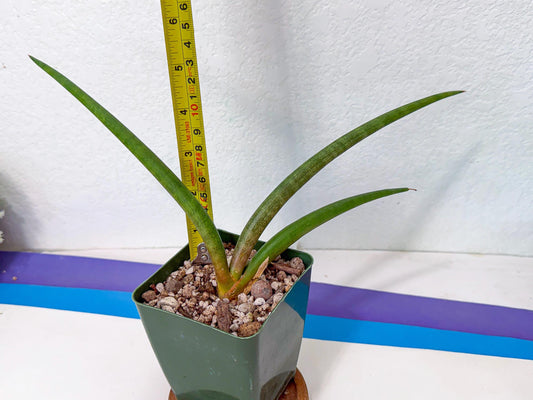 Sansevieria Flamingo (yy) (12) | Imported Hybrids
