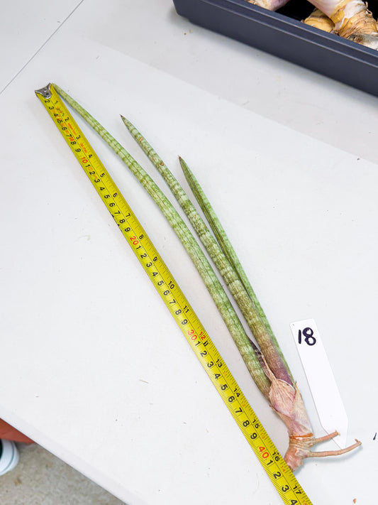 Sansevieria (gg) (18) | New Imported Hybrids
