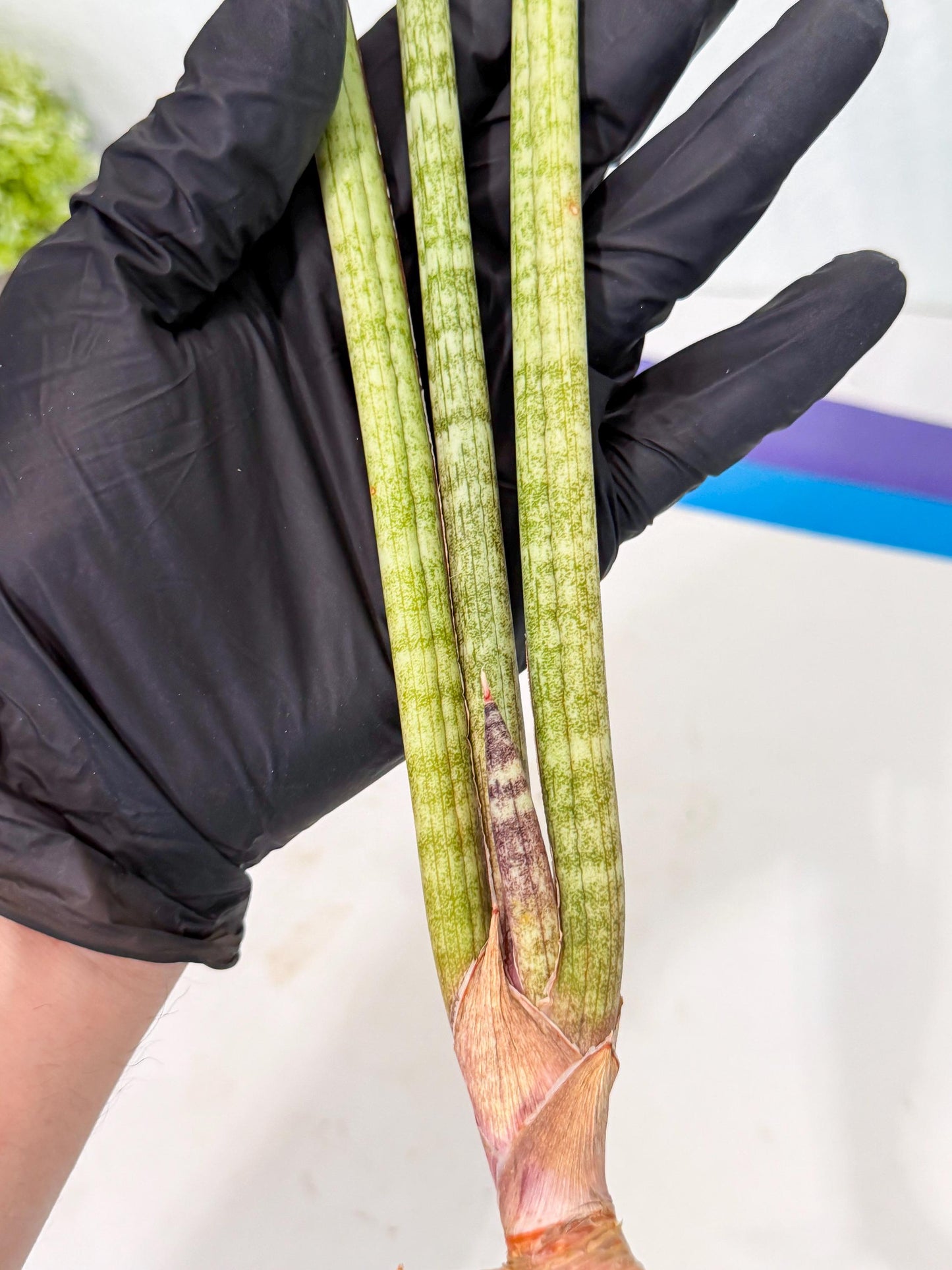 Sansevieria (gg) (18) | New Imported Hybrids
