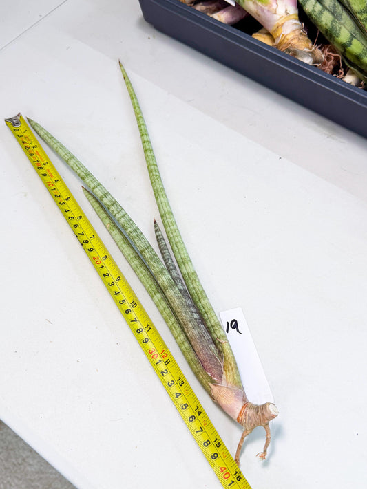 Sansevieria (gg) (19) | New Imported Hybrids