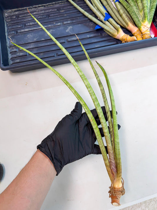 Sansevieria TydGaffel (ro) (4) | Rare -For Advanced Grower