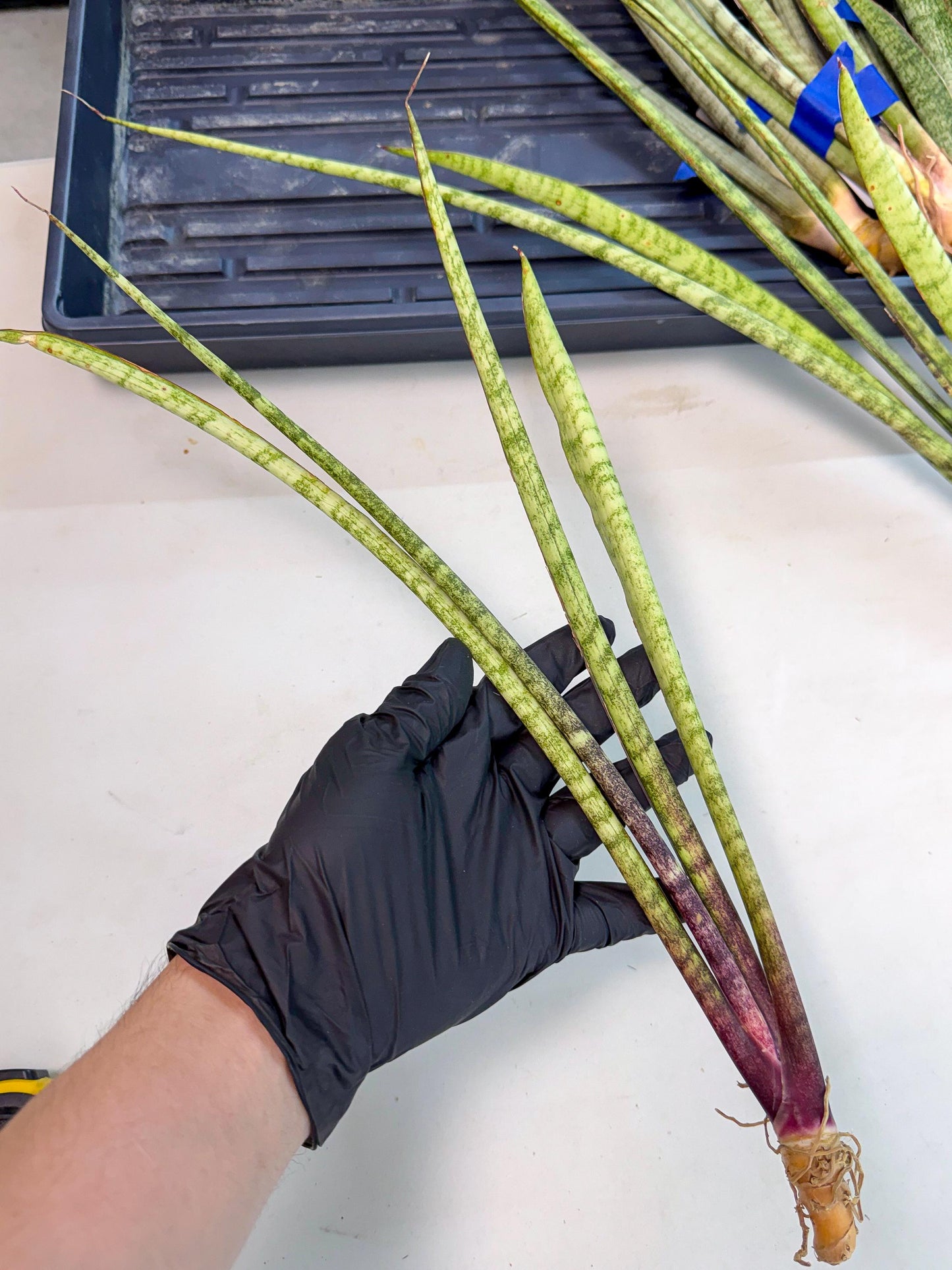 Sansevieria LilGaffel (ro) (5) | Rare -For Advanced Grower