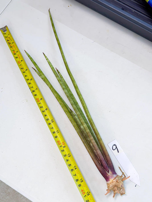 Sansevieria GaffelTvil (ro) (9) | Rare -For Advanced Grower